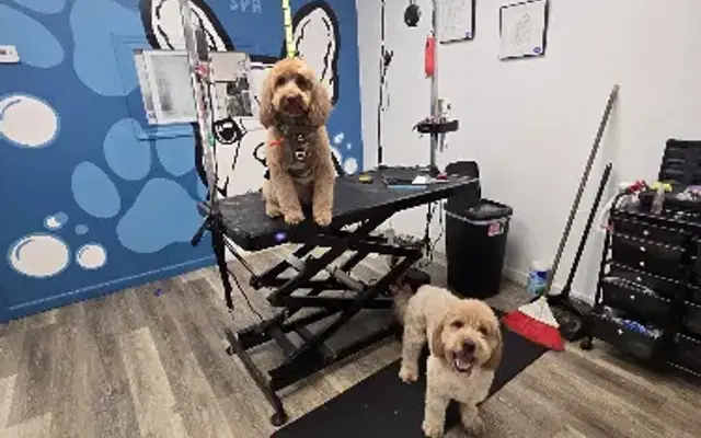 Wiggling Tails Spa in Englewood, NJ