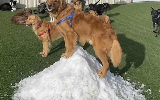 Woofland Play & Stay in Colorado Springs, CO