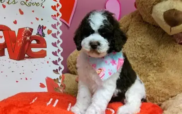 Doggie Styles Pet Grooming in Grayson, KY
