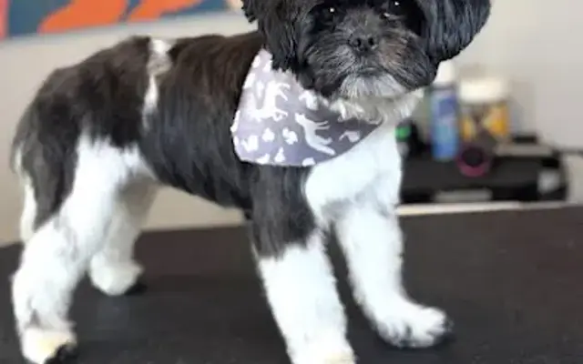 Paws & Blossom Co . in Houston, TX