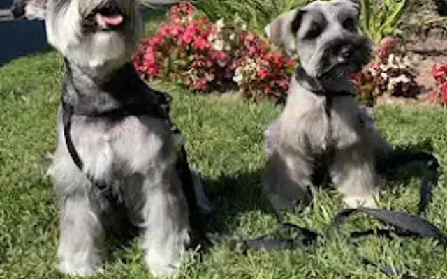 Wagging Tails Pet Grooming LLC in Glendora, CA