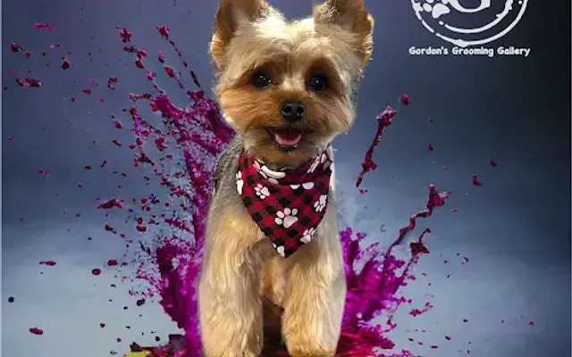 G3-Gordon's Grooming Gallery LLC in Galveston, IN