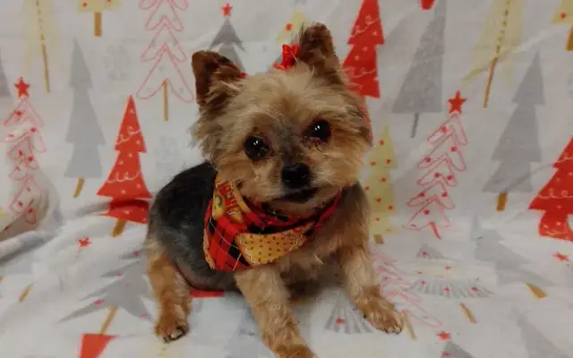 Purty Pooches Dog Grooming in Gilbert, SC