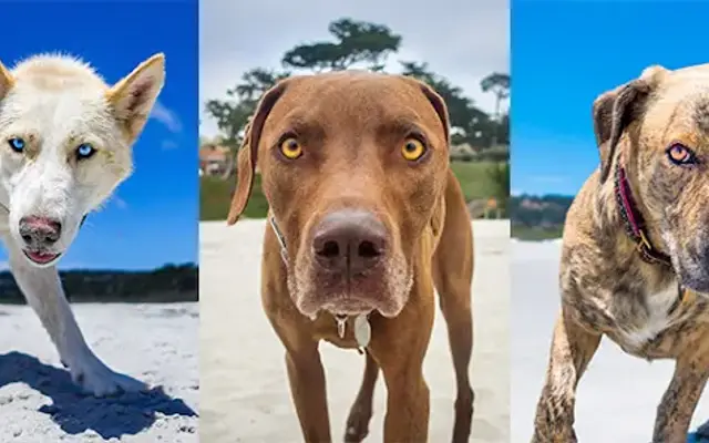 Dogs by the Sea in Carmel, CA