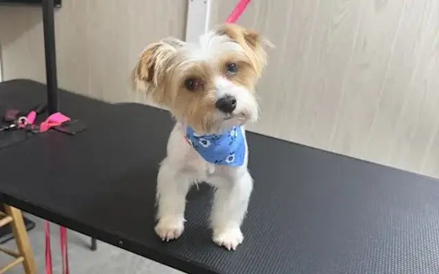Snips and Wiggles LLC in Lexington, SC