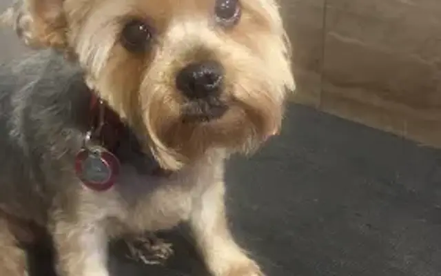 Casual Clips Mobile Pet Grooming in Las Vegas, NV