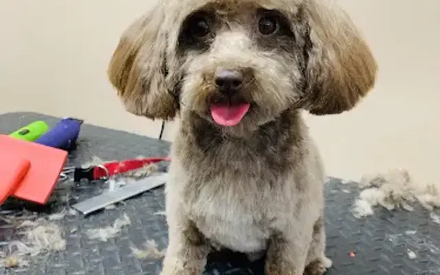 Mill Creek Grooming By Ashley Bowles in Greensburg, KY