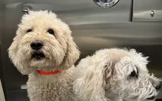 Minimorelife Mobile Grooming & Boarding in Houston, TX