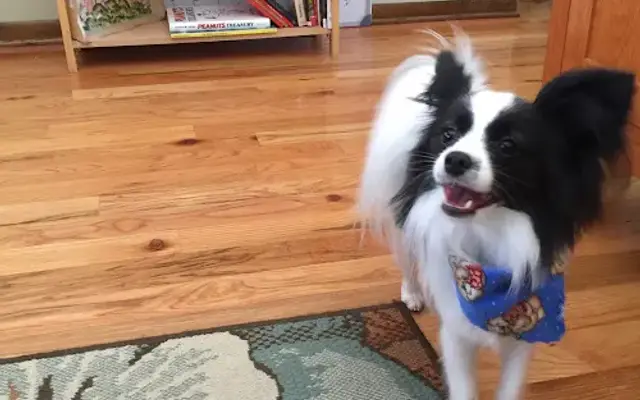 All About Dogs & Cats in Ham Lake, MN