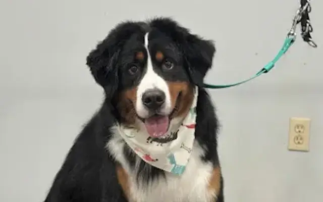 Cam's Groom Room in Fredericktown, OH