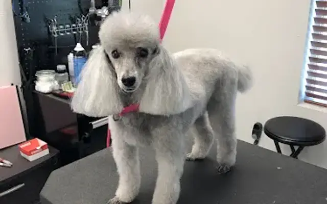 Muttley Crew Grooming in Caldwell, ID