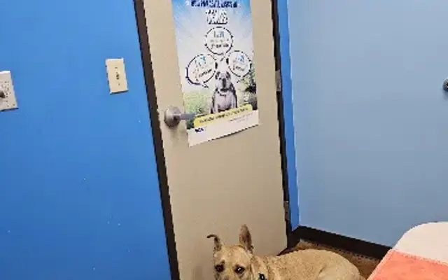 VCA DeSoto Animal Hospital in DeSoto, TX
