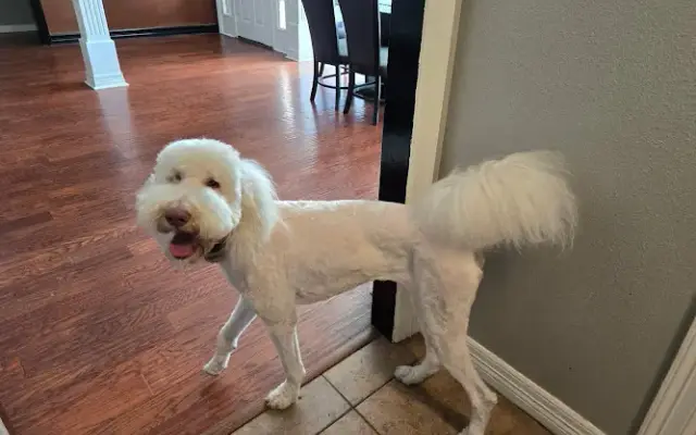 Furever Fabulous Grooming LLC in Longview, TX