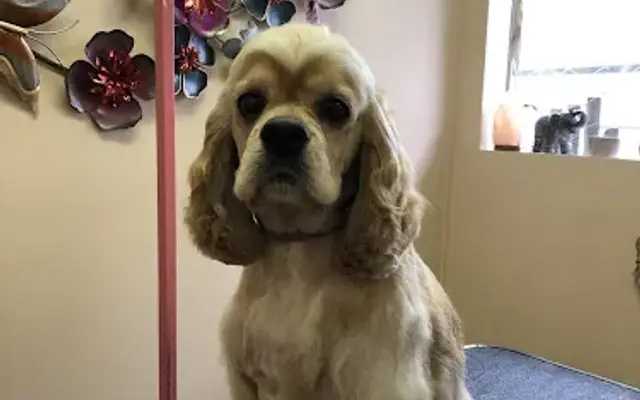 Paw-radise Pet Spa in Houston, TX