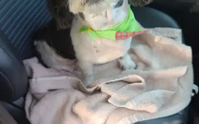 Ooh Puppy in La Mirada, CA