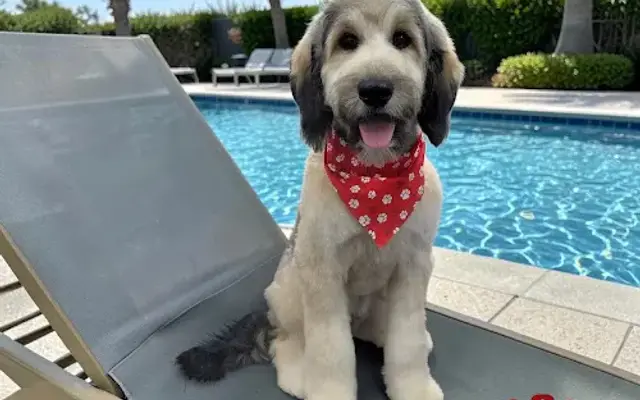 Pet Care By April LLC in Grain Valley, MO