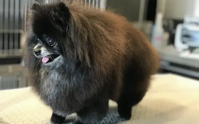 PAWSitive Experience in Eureka, CA