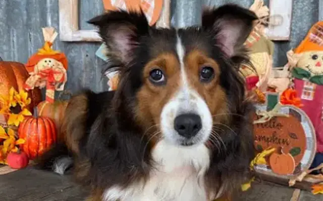 Fur Babies Dog Grooming Salon in Valliant, OK