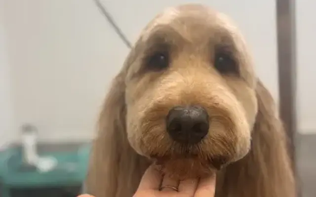 Golden Paw Grooming in Granbury, TX
