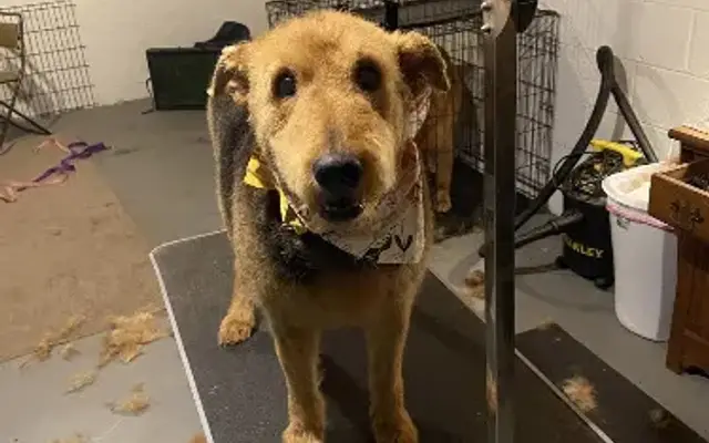 Pretty Boy Grooming in Glen Rock, PA