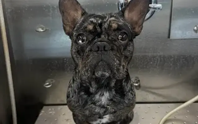 At Home Pet Spa in El Paso, TX