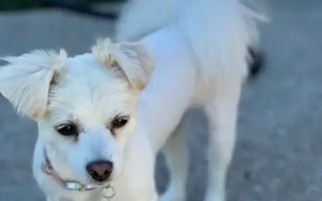 Plush Paws Dog Grooming in Antioch, CA