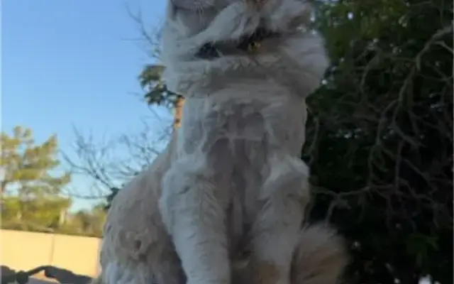 Ivy Loves Cats in Las Vegas, NV