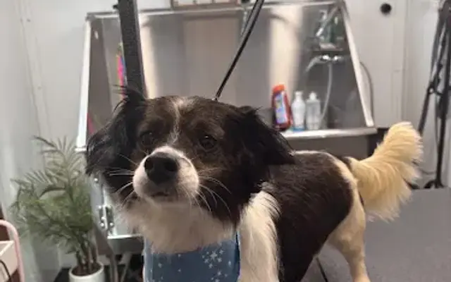 Magnolia Mutts in Burlington, NC