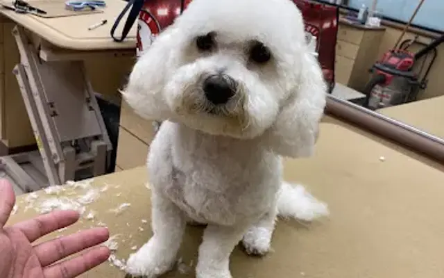 Jayz Clip n Clean Mobile Dog Grooming in Saugus, CA