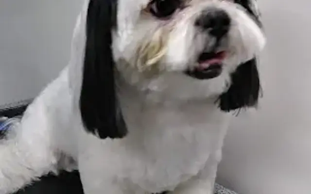 CIA Mobile Pet Grooming in Sylmar, CA