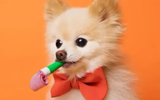 OohLaPaws Mobile Cat & Dog Grooming in Henderson, NV
