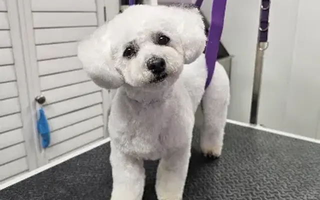 The Modern Mutt in Elk Rapids, MI