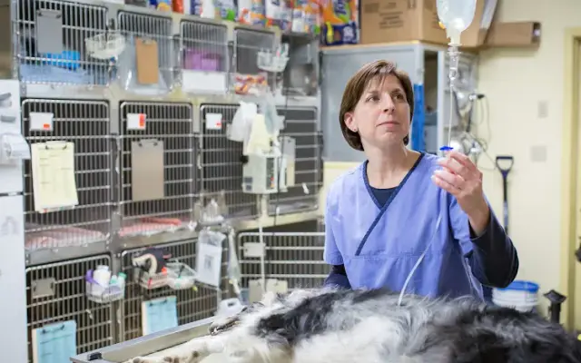 Jefferson Veterinary Hospital in Jefferson, MD