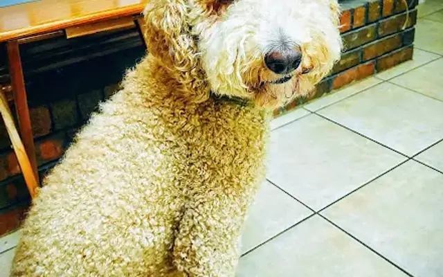 Blazin Grooming in Carthage, TX
