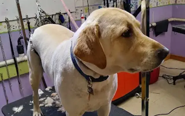 Pet Parlor in Kinross Township, MI