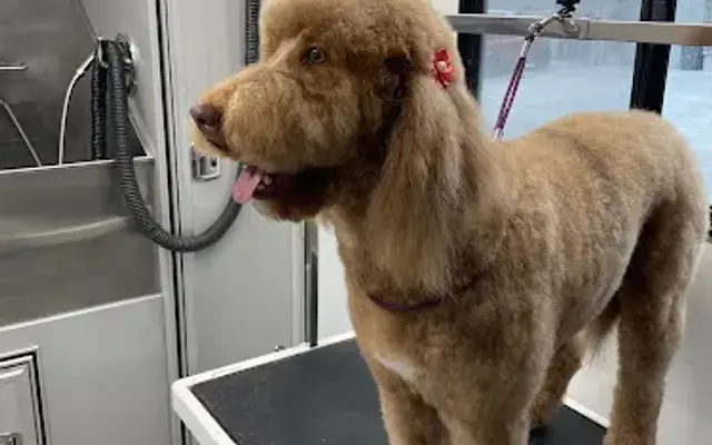 Traveling For The Pets Mobile Grooming in Rigby, ID