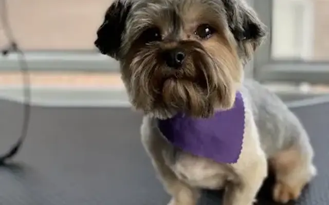 A Doggie Stylist in Bronx, NY