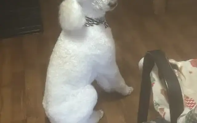 Dog’s Gone Wild Grooming in Downsville, LA