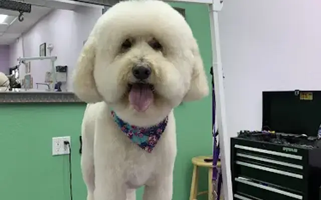 Doggies Bath & Groom in La Habra, CA