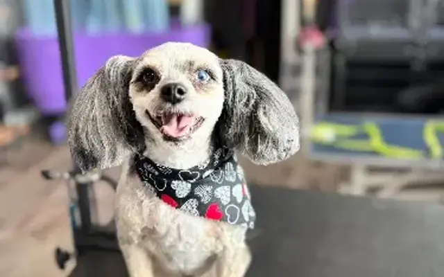 Bark Avenue Pet Grooming in Muscatine, IA