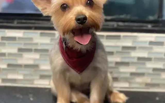 Diamond Paws in Los Angeles, CA