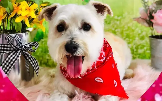 All Fur Pet Grooming LLC in Fredericksburg, VA