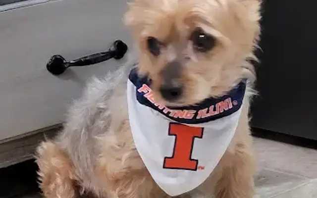 All About Paws in Edwardsville, IL