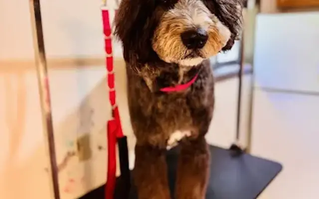 Jasmines Pet Salon DOG GROOMING in Lake City, MI