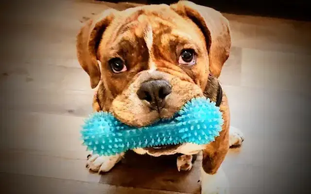 Furtastic Mobile Grooming in Lafayette, CO