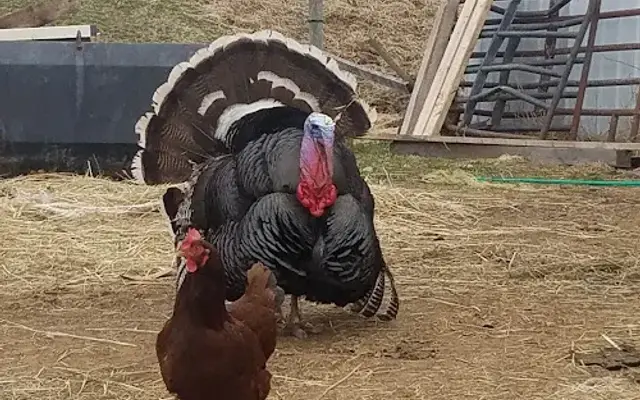 Country Lane Kennels in New Bloomfield, PA