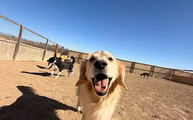 Happy Tails Dog Ranch in Berthoud, CO