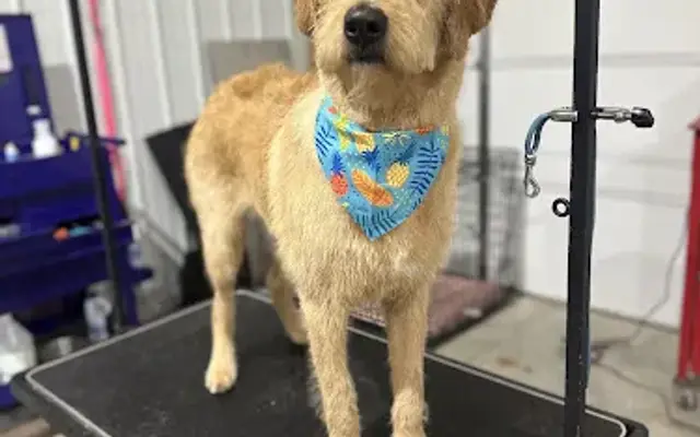 The Groom Room - Dog Grooming in Cedar Springs, MI