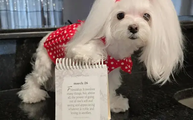 Grooming Deals in Winter Haven, FL