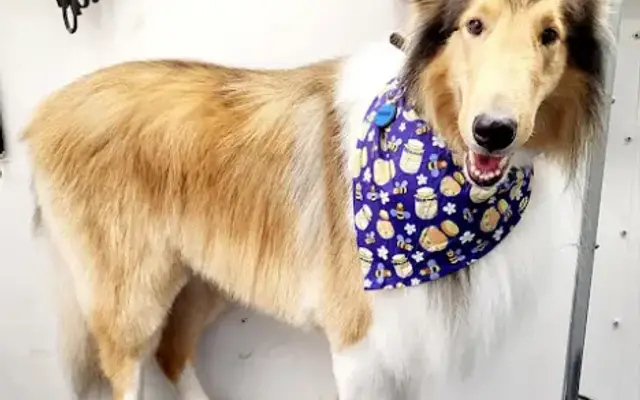 Von Paws - Mobile Dog Grooming in Conifer, CO